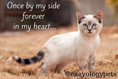 5accae37de9ce7135560fe2334d0e5e1