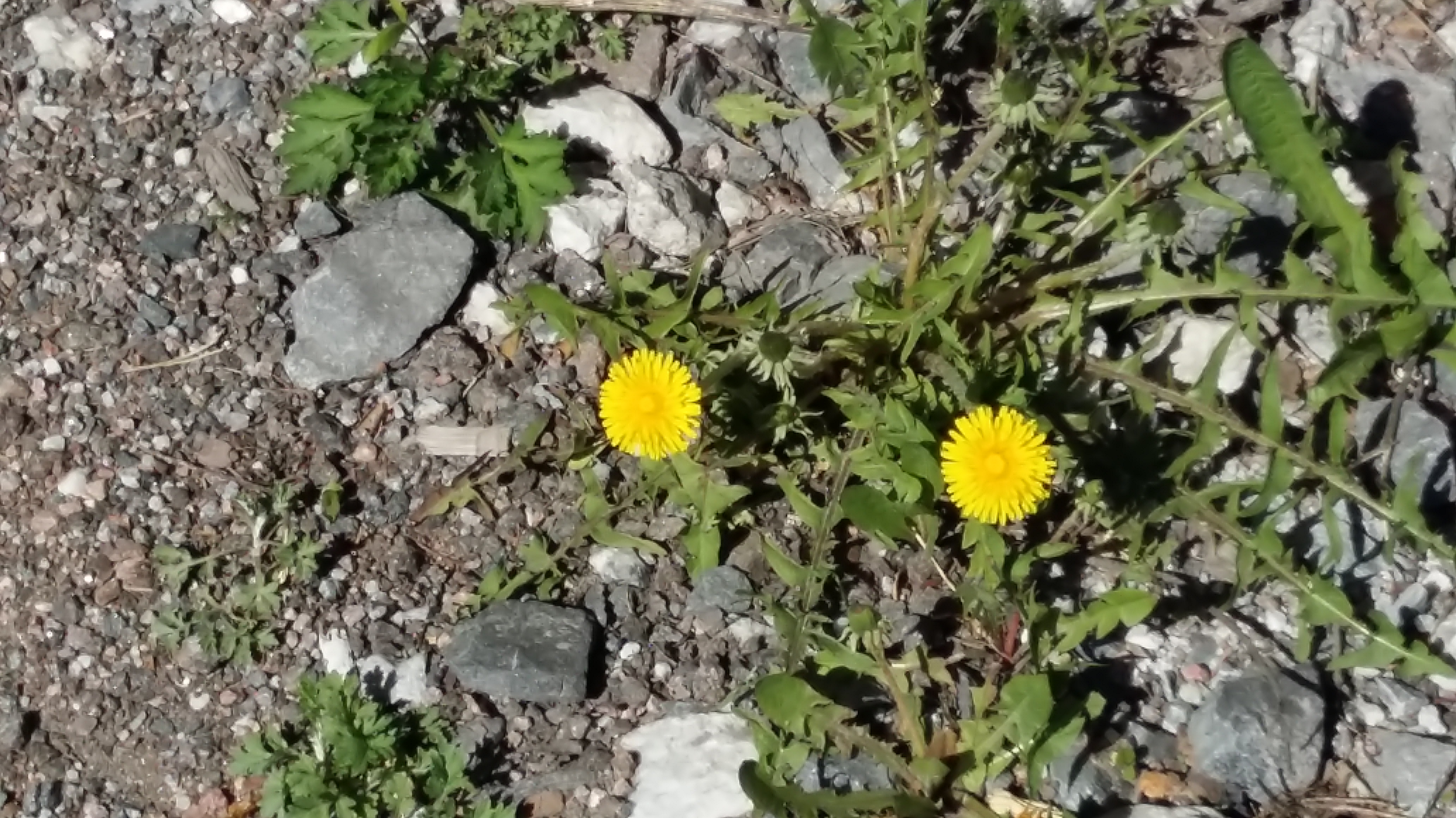 20160507_123959