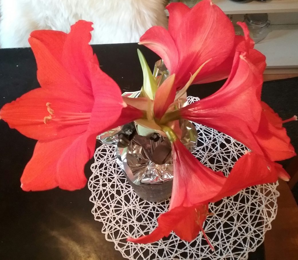 cropped-cropped-20161206_093138-1.jpg
