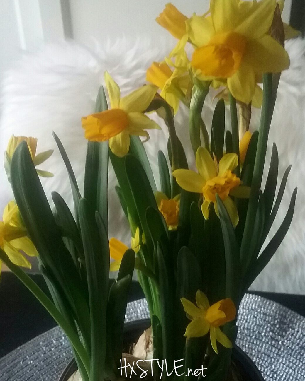 cropped-img_20170305_085138.jpg