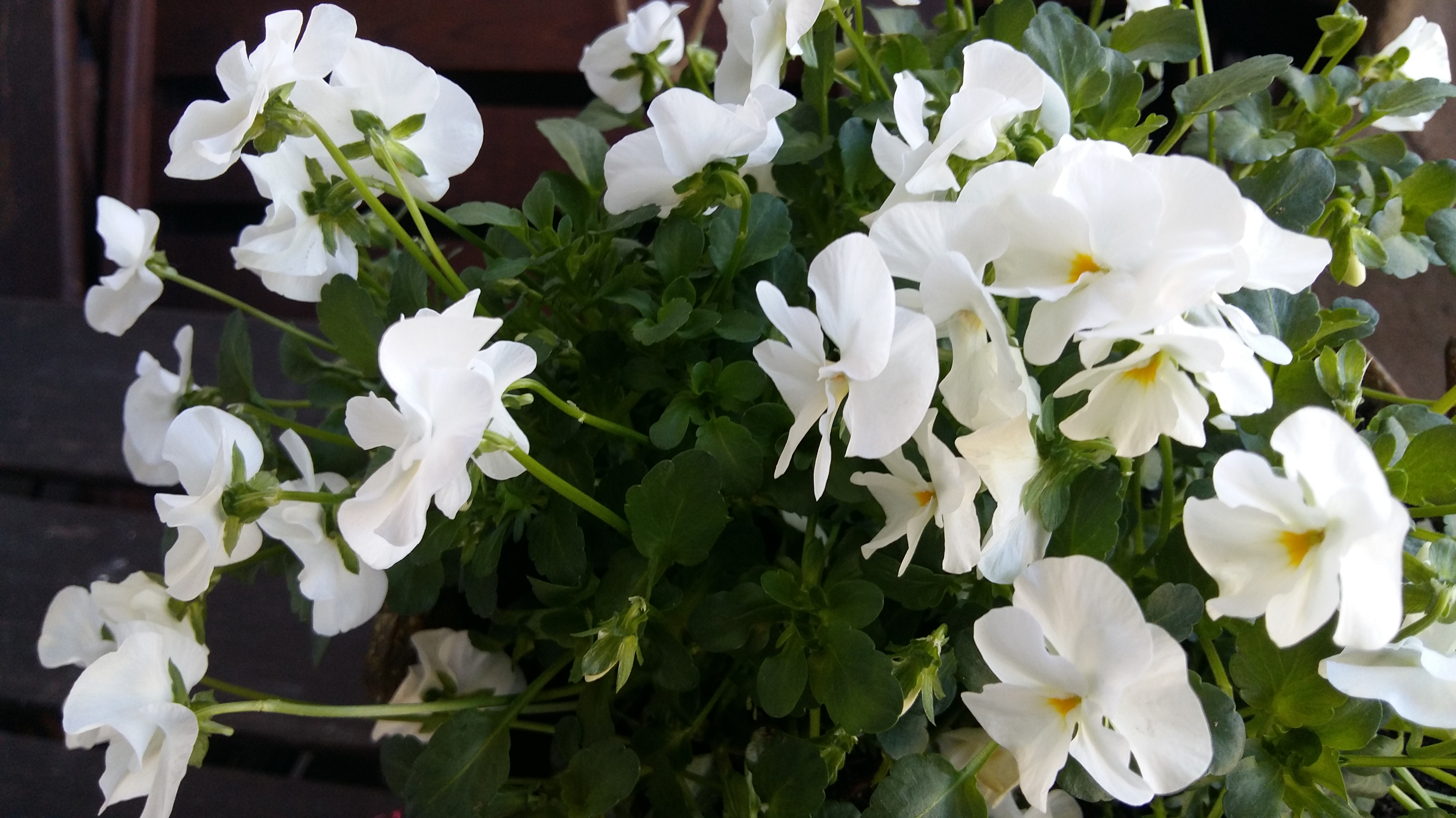 20170423_075435