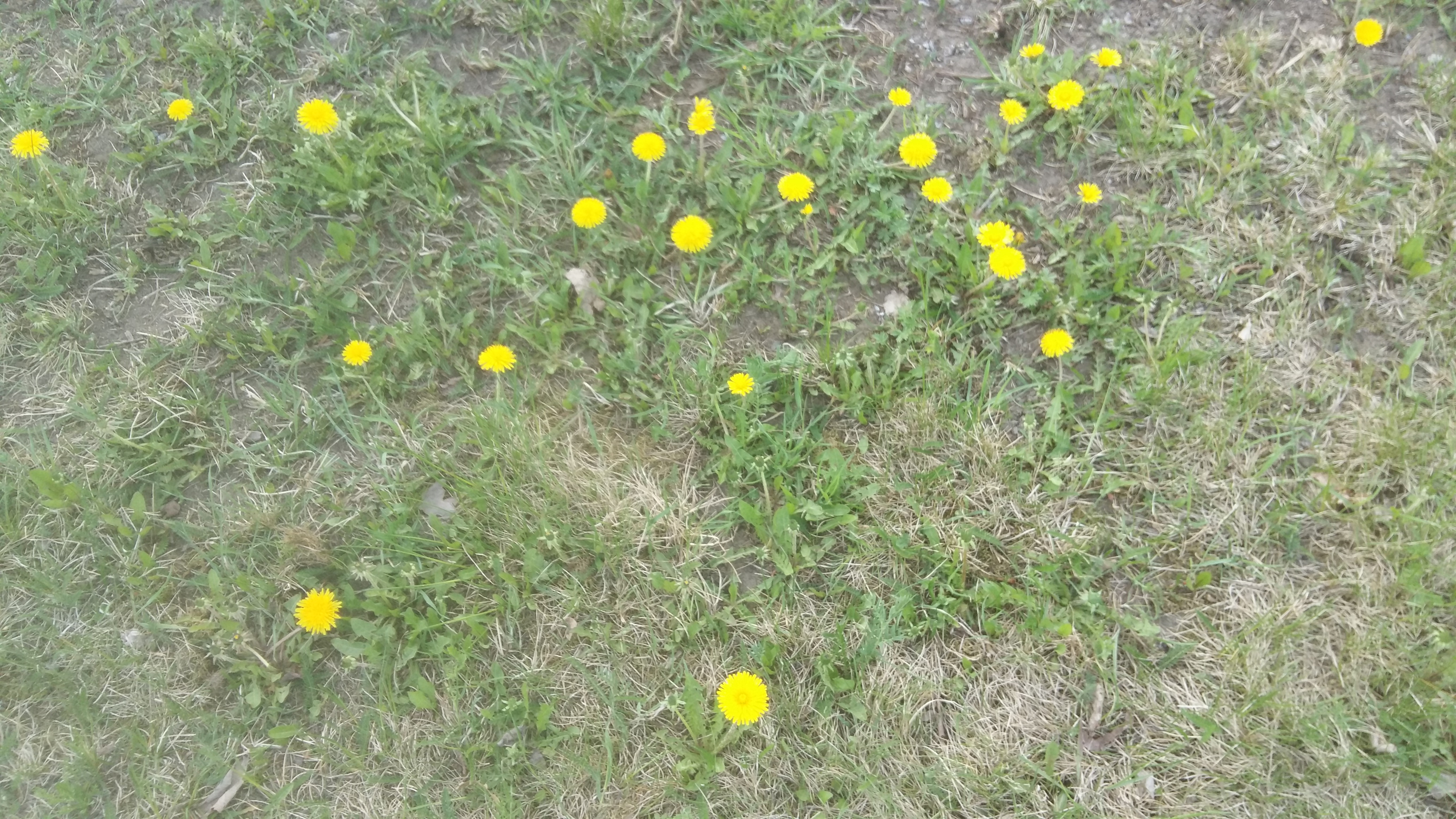 20170525_121703(0)