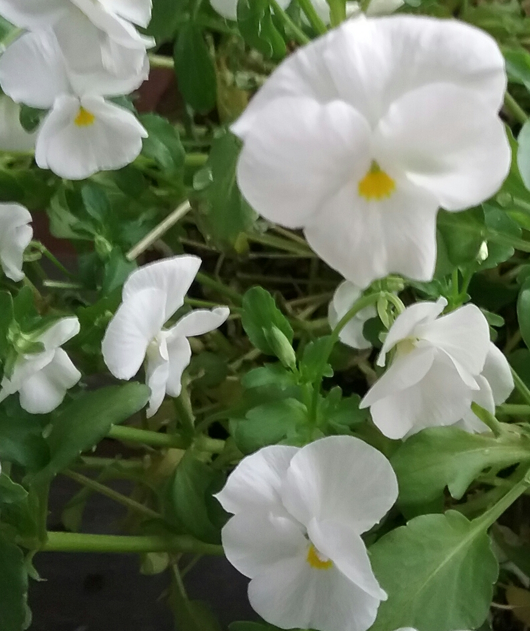 20170530_190652(0)-1