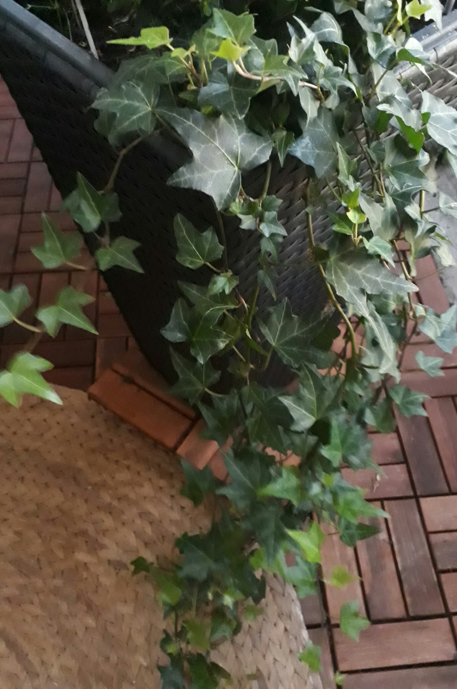 20170814_210737-1