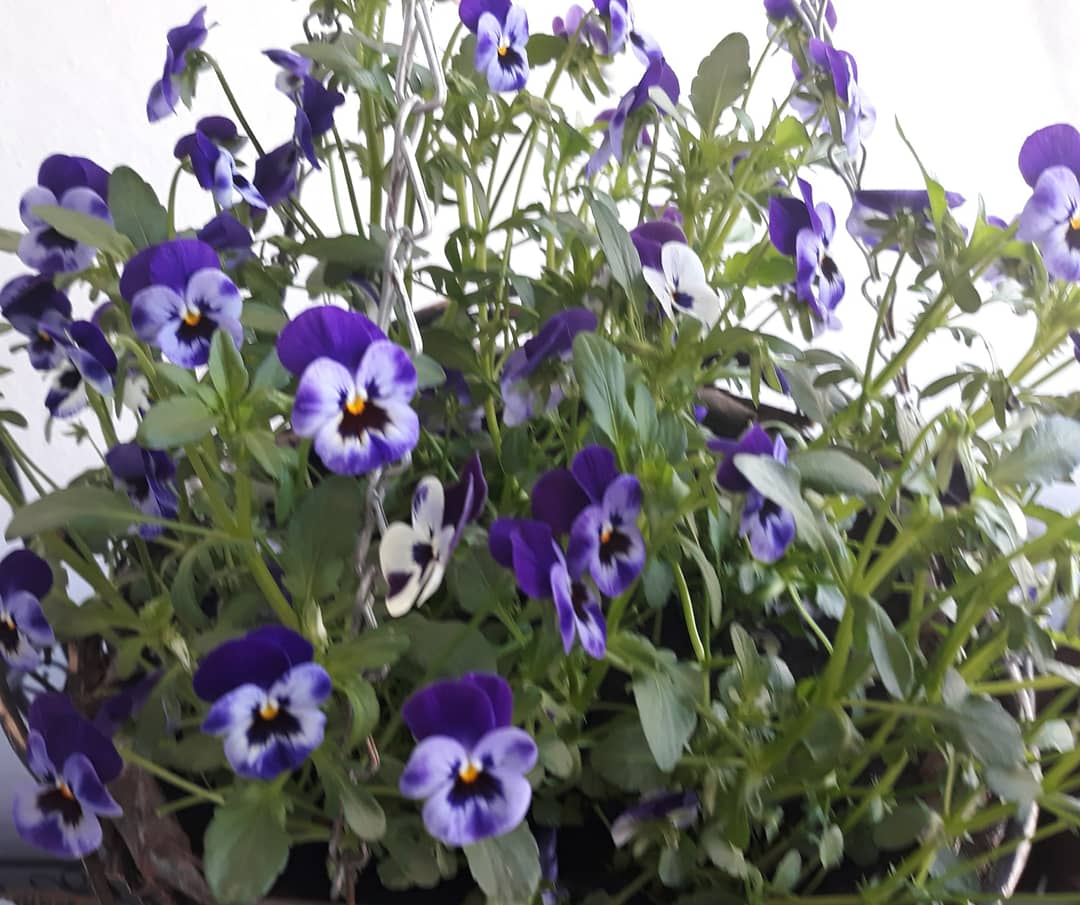 IMG_20180507_112445_939