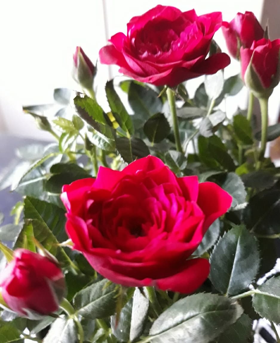 IMG_20180511_102608_199