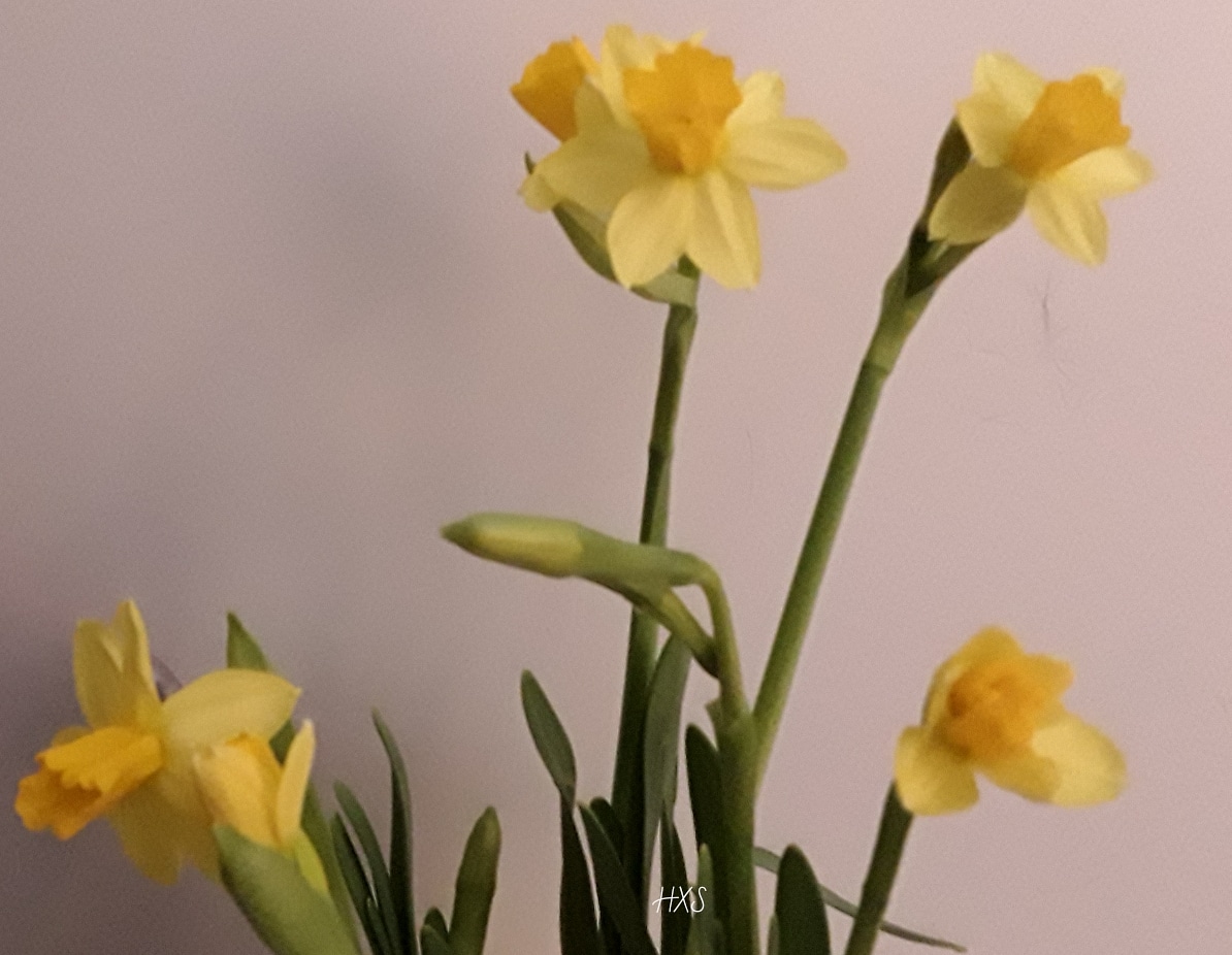 IMG_20190310_111434_145