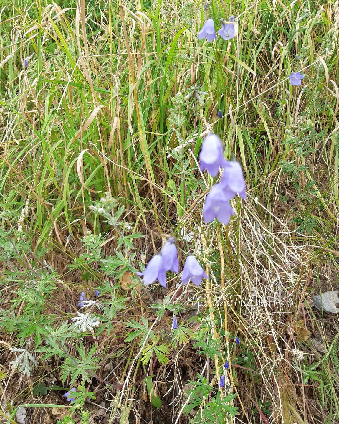 IMG_20190710_102658_630