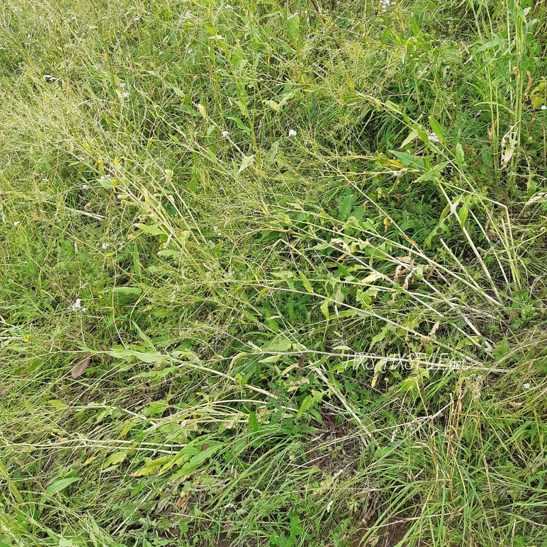 IMG_20190710_103839_232