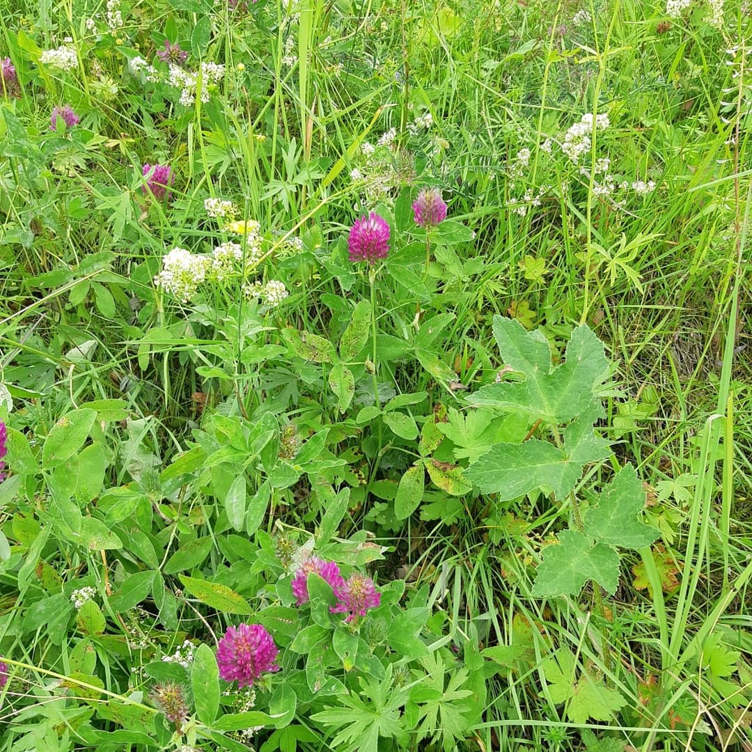 IMG_20190710_103839_252