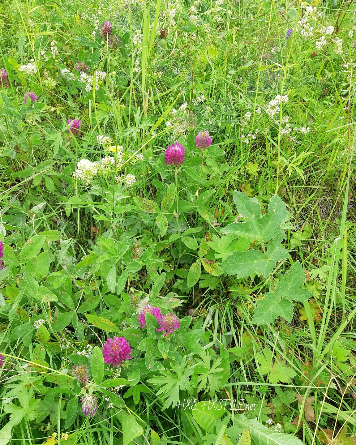 IMG_20190722_083731_714