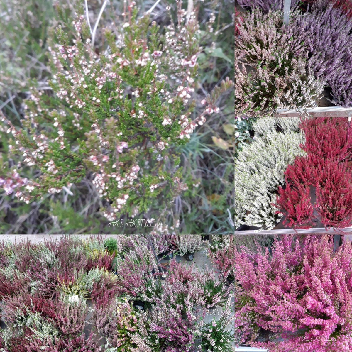 IMG_20191021_093341_530