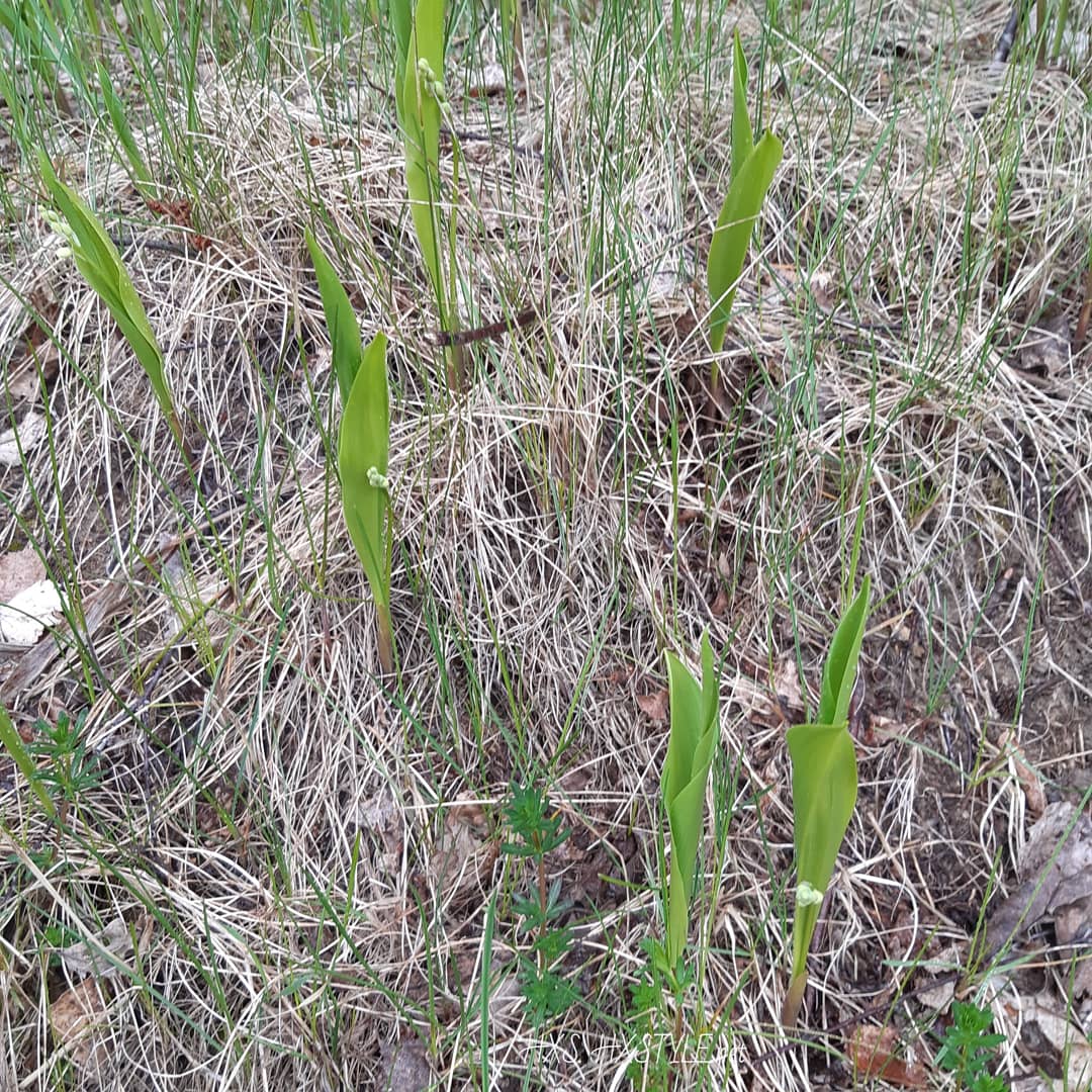 IMG_20200512_094743_044