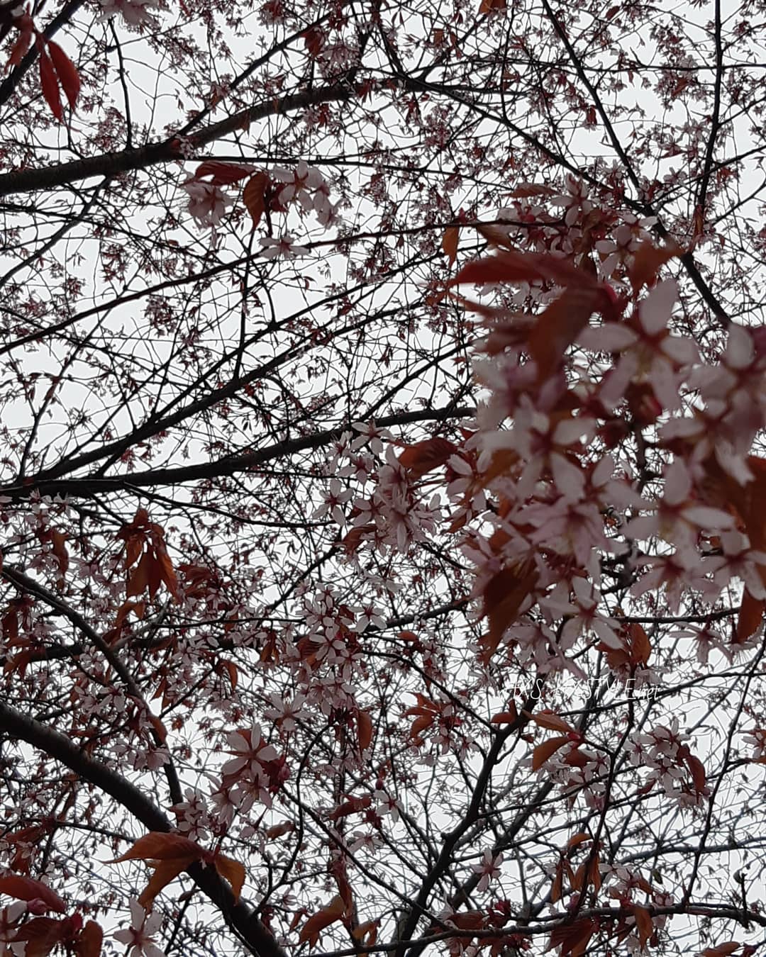 IMG_20200517_113102_301