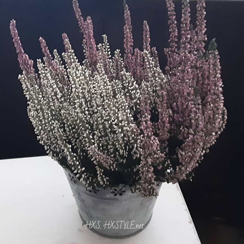 Monivärinen KANERVA sisätiloissa ja PUUTARH! pavekkella enemmän KANERVOITA