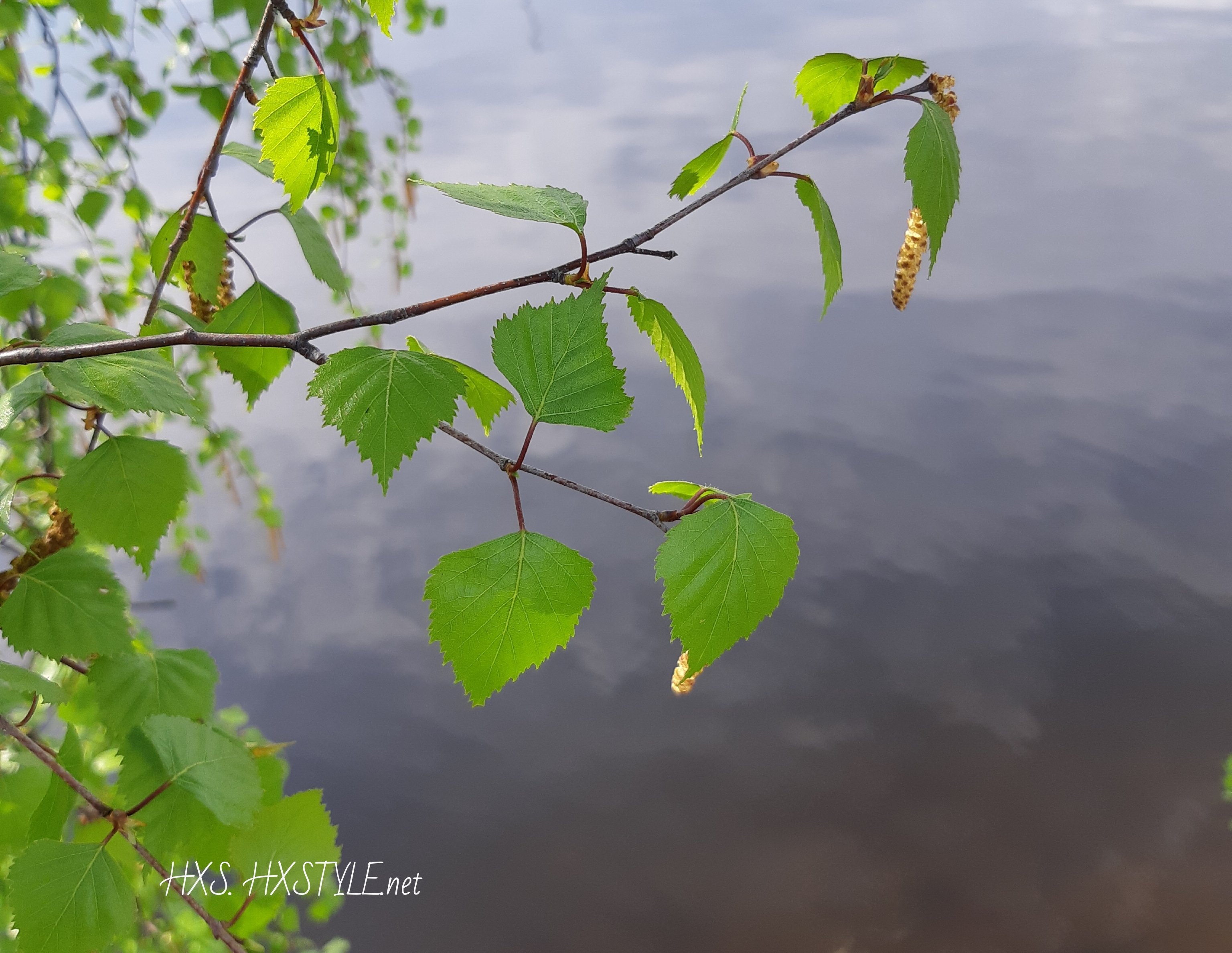 Suomen Ranta SUOMEN LUONTO, YMPÄRISTÖ. METSÄ. RANTA. ELÄIMET…SUOMI/Finland. KEVÄT ...