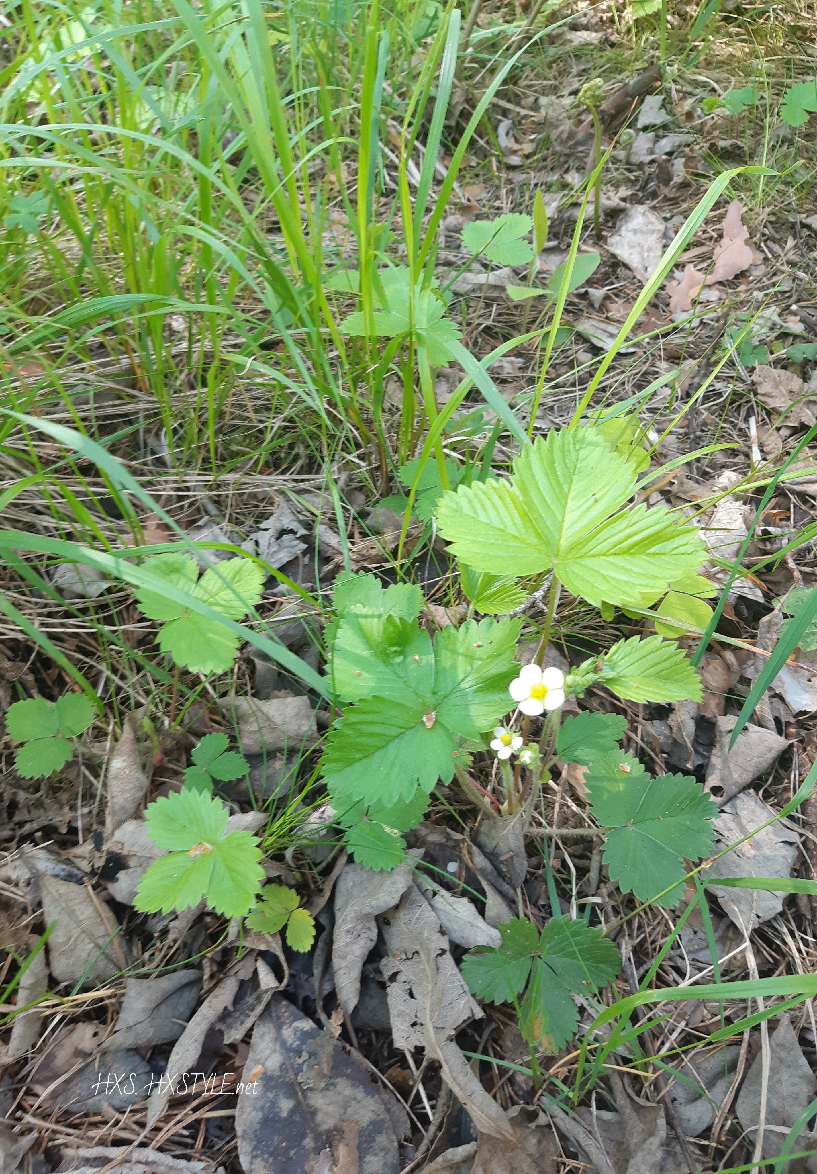 Suomen Ranta SUOMEN LUONTO, YMPÄRISTÖ. METSÄ. RANTA. ELÄIMET…SUOMI/Finland. KEVÄT ...