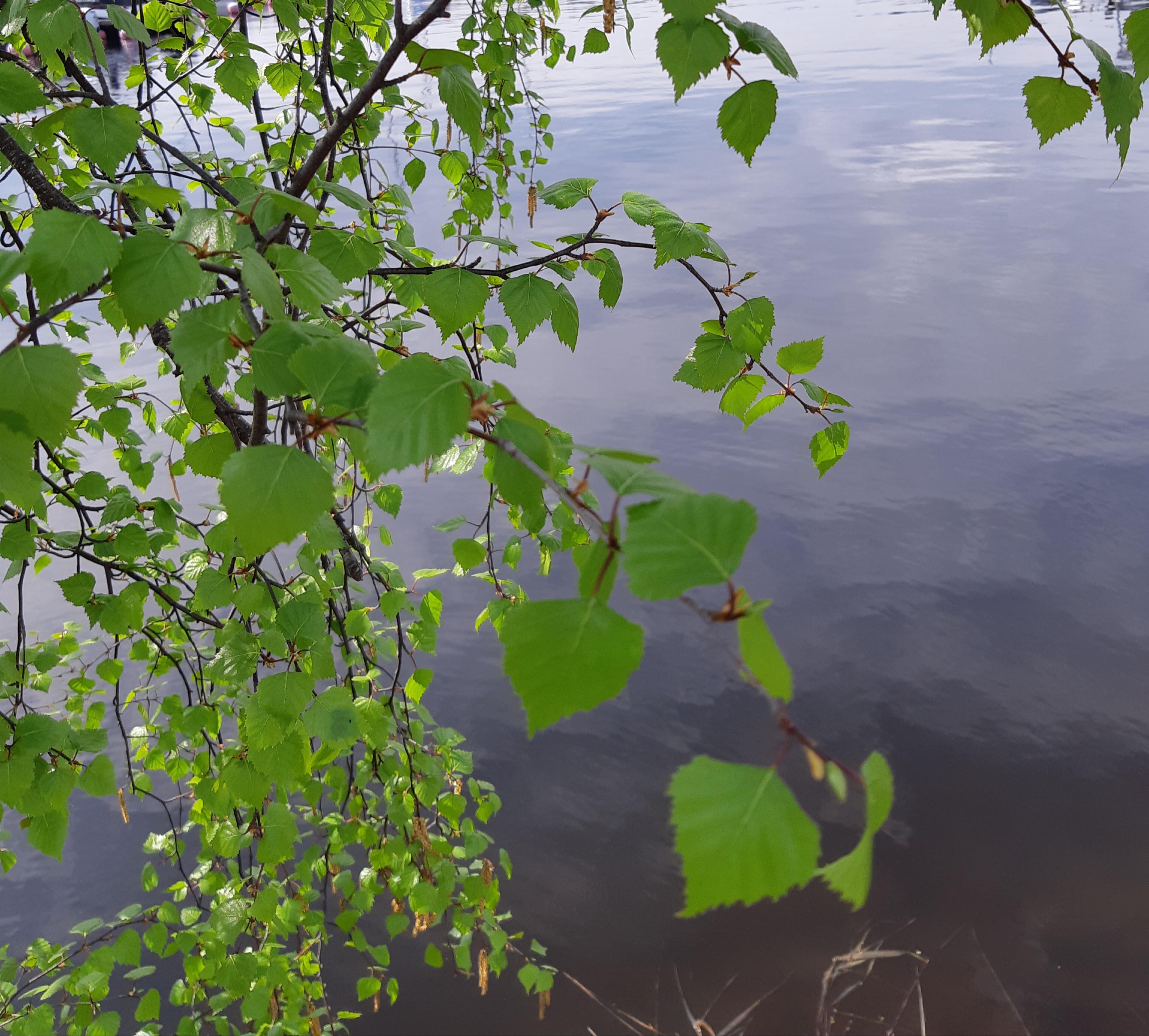Suomen Ranta SUOMEN LUONTO, YMPÄRISTÖ. METSÄ. RANTA. ELÄIMET…SUOMI/Finland. KEVÄT ...