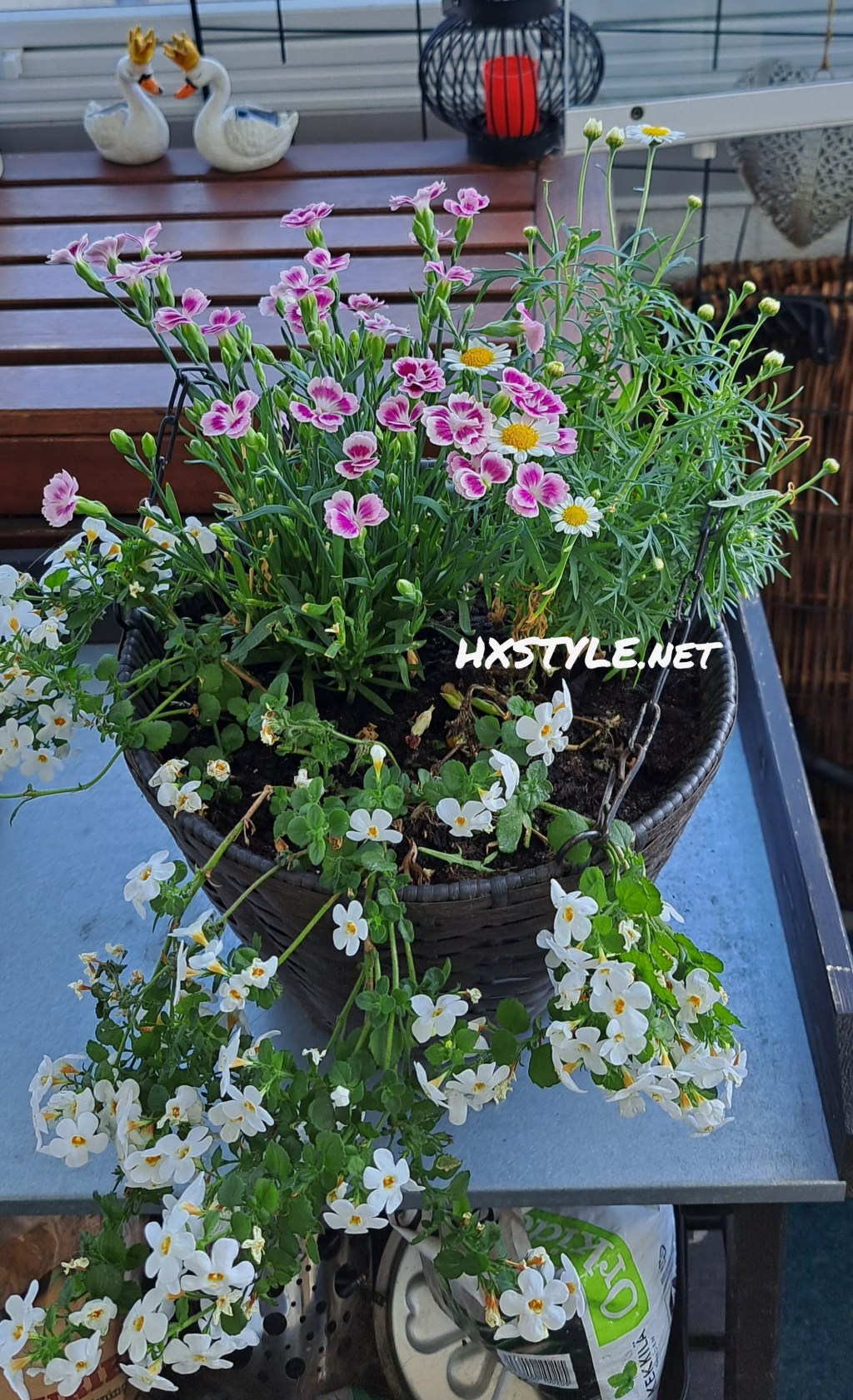 LOVELY SUMMER FLOWERS& PLANTS…GARDEN, BALCONY Summer, too Hot July 2025. My FAVOURITES FLOWERS&PLANTS, Ideas&Tips…ENJOY Summer Time PARKS, GARDENS&FLOWERS&NATURE …PUUTARHA/GARDEN PEOPLE ME. FAVOURITE …+40 Likes. 23.7.2025. LIFESTYLEBLOG HXSTYLE.net Heini