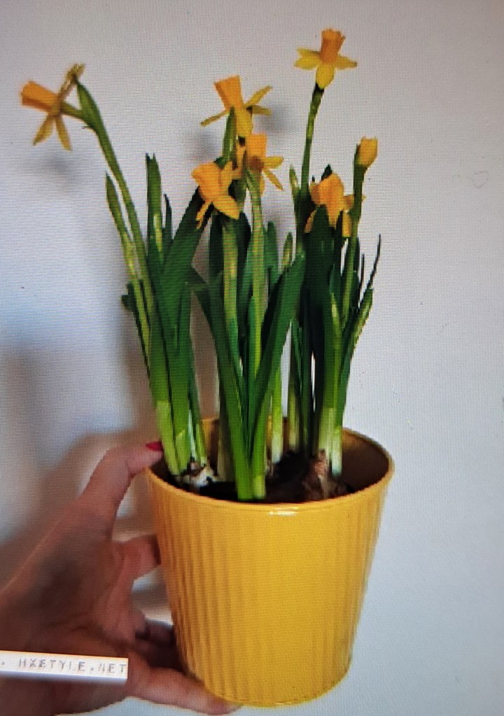 KOTI&SISUSTUS/DECORATE. Spring Winter, Spring&Sun Air…soon Lovely Easter. Lovely FLOWERS…Happy&Enjoy WOMENS DAY 8.3…My Favourite FLOWERS.  FAVOURITE… 18+18 Likes.           4. March/ Maaliskuuta 2026. LIFESTYLEBLOG HXSTYLE.net Heini