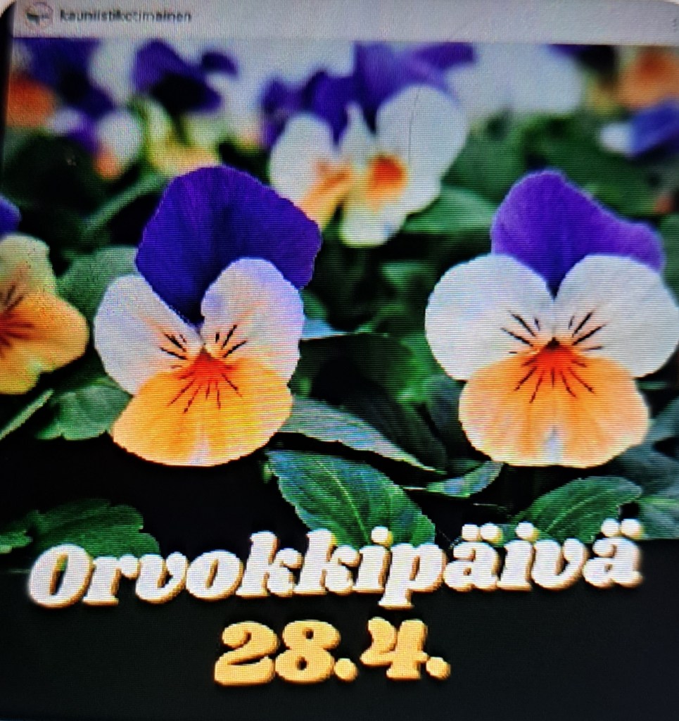 KOTI&SISUSTUS/DECORATE. PUUTARHA, PARVEKE. KEVÄT KUKAT 2026…Ensin MiniNarsessit ja Seuraavaksi Ihanat ORVOKIT. Kodin, Ulkotilojen ja Parvekkeen Järjestely&Siivous, myös Ikkunat ja Parvekelasit…Ihanaa Kevättä ja ORVOKKI PÄIVÄÄ 28.4. ..Seuraan&Nautin Kevään Etenemisestä, Puutarha&LUONTO ihminen. FAVOURITE Moring… 58 …116…176 Likes,Thanx…21.4.2026. LIFESTYLEB5LOG HXSTYLE.net Heini